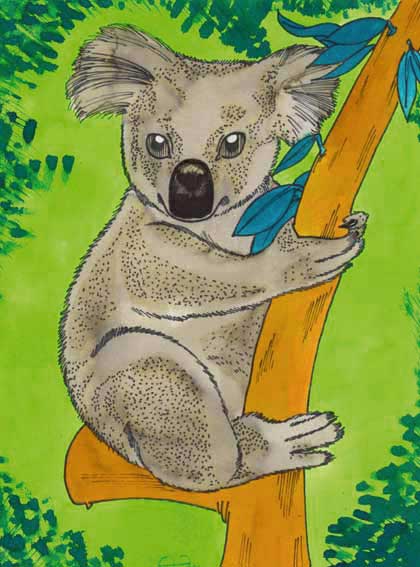 koala