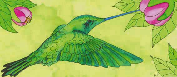 colibri